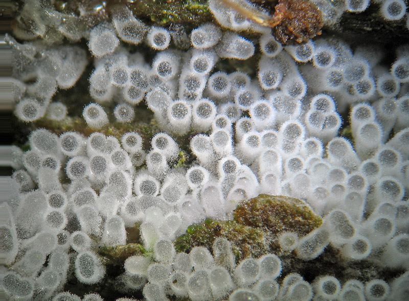 Ceratiomyxa fruticulosa